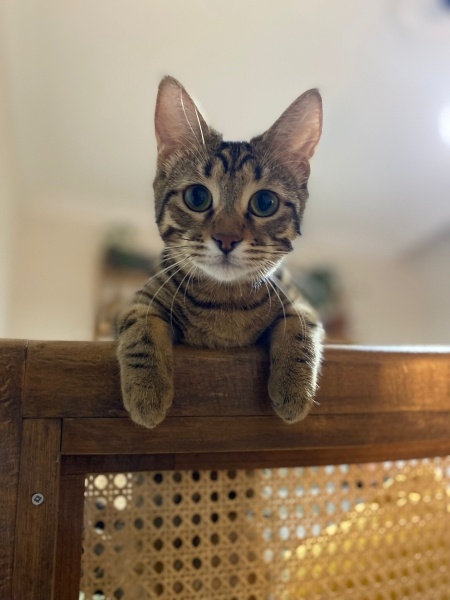 Tekir Kedi, Kedi  Cingöz fotoğrafı