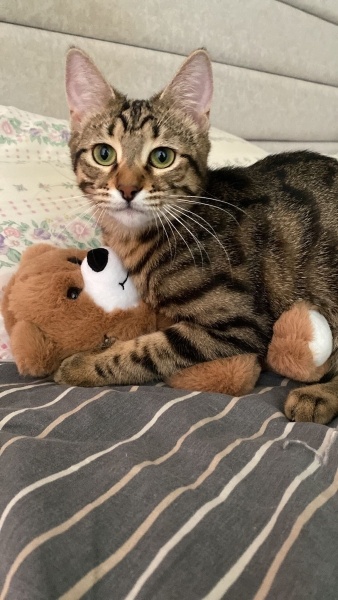 Tekir Kedi, Kedi  Cingöz fotoğrafı