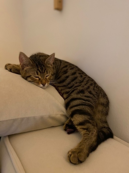 Tekir Kedi, Kedi  Cingöz fotoğrafı