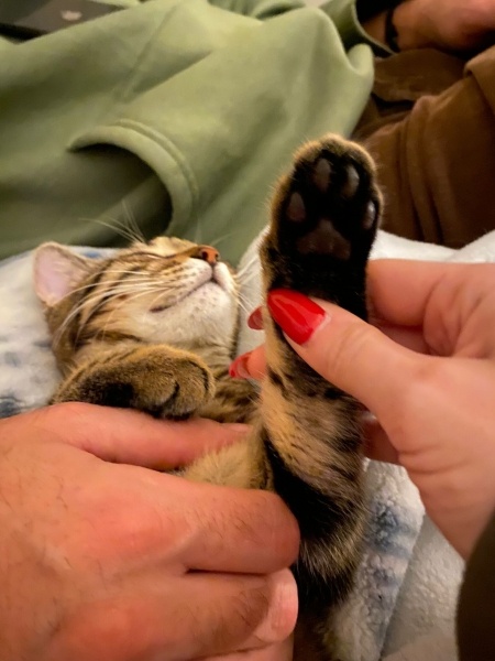Tekir Kedi, Kedi  Cingöz fotoğrafı