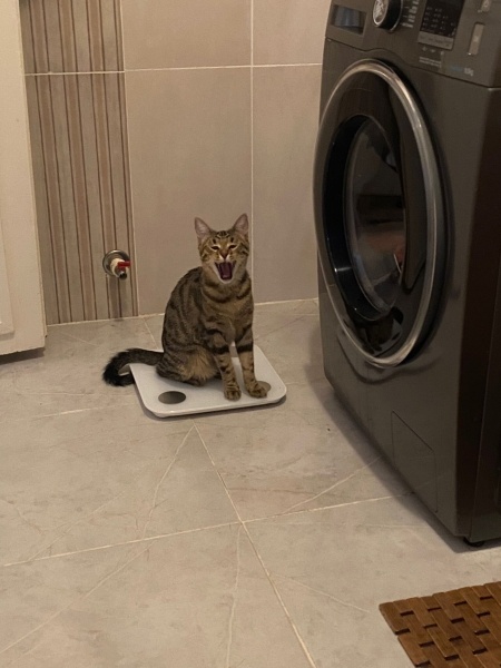 Tekir Kedi, Kedi  Cingöz fotoğrafı