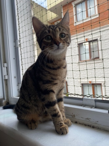 Tekir Kedi, Kedi  Cingöz fotoğrafı