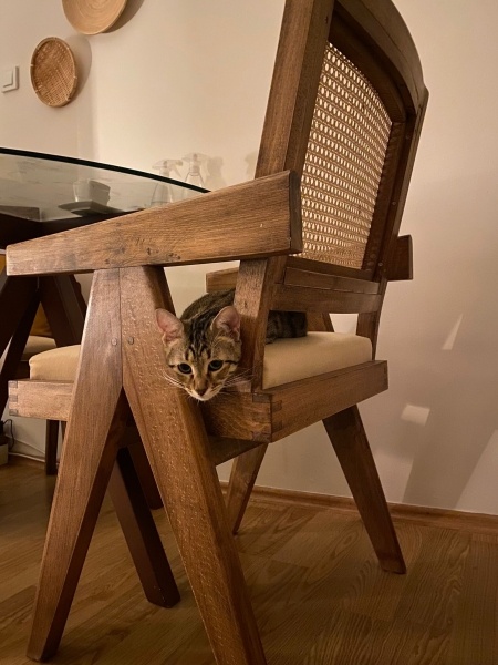 Tekir Kedi, Kedi  Cingöz fotoğrafı