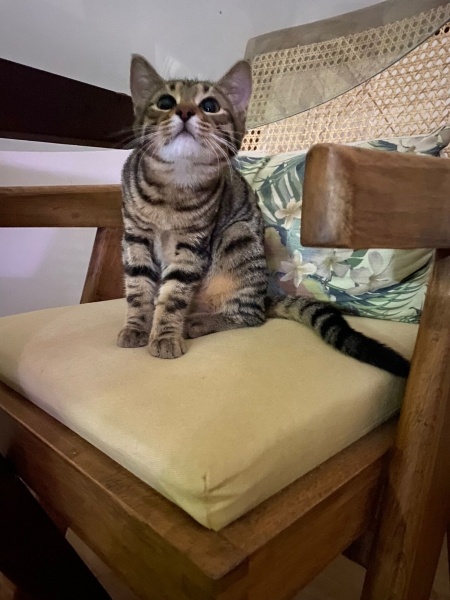 Tekir Kedi, Kedi  Cingöz fotoğrafı