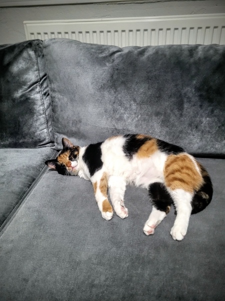 Tekir Kedi, Kedi  Asil traş fotoğrafı