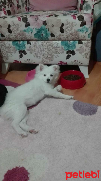 Pomeranyalı, Köpek  Mısır fotoğrafı