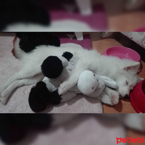 Pomeranyalı, Köpek  Mısır fotoğrafı