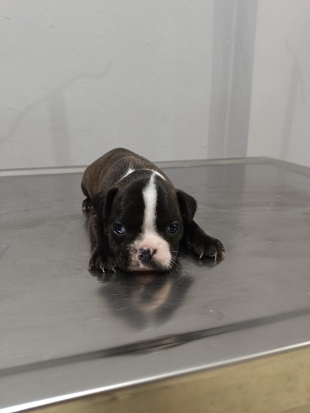 Fransız Bulldog, Köpek  Frenc buldog fotoğrafı