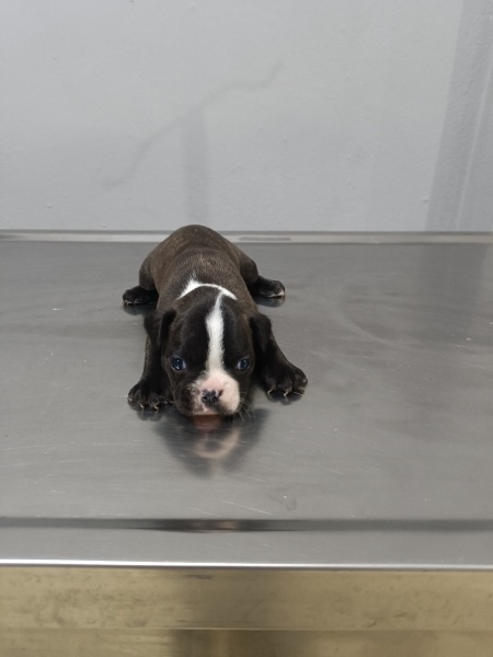 Fransız Bulldog, Köpek  Frenc buldog fotoğrafı