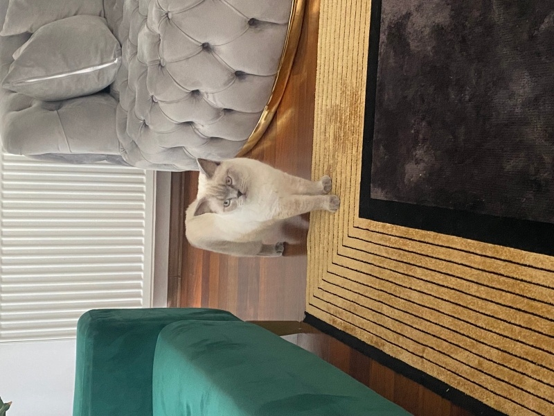 British Shorthair, Kedi  Cakır fotoğrafı