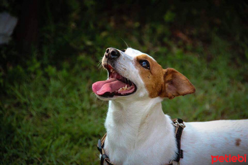 Jack Russell Terrier, Köpek  Foxy fotoğrafı