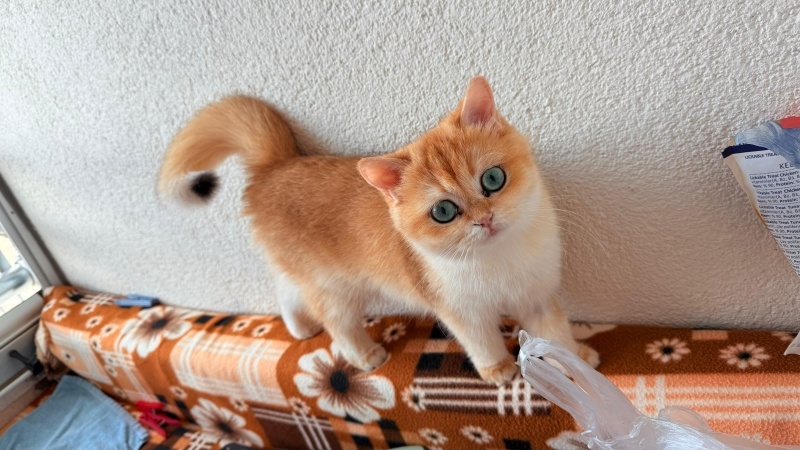 British Shorthair, Kedi  Limon fotoğrafı