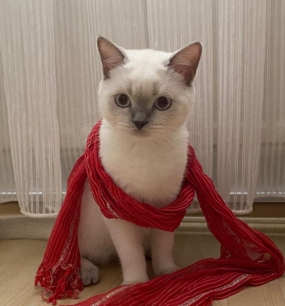 British Shorthair, Kedi  Loya fotoğrafı
