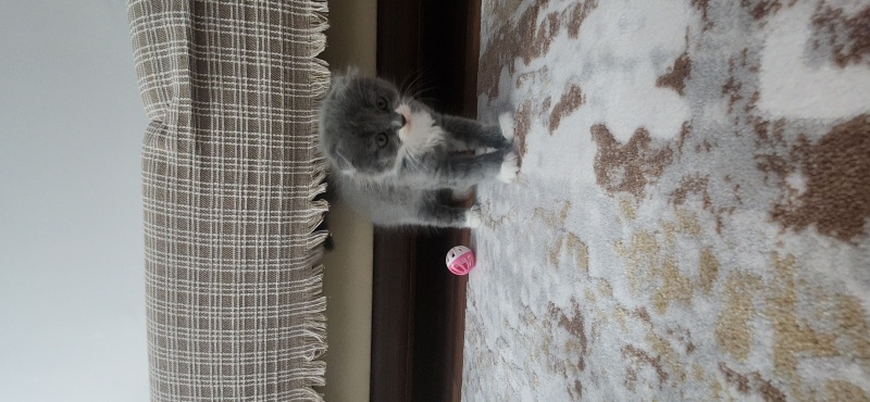 Scottish Fold, Kedi  Muzip fotoğrafı