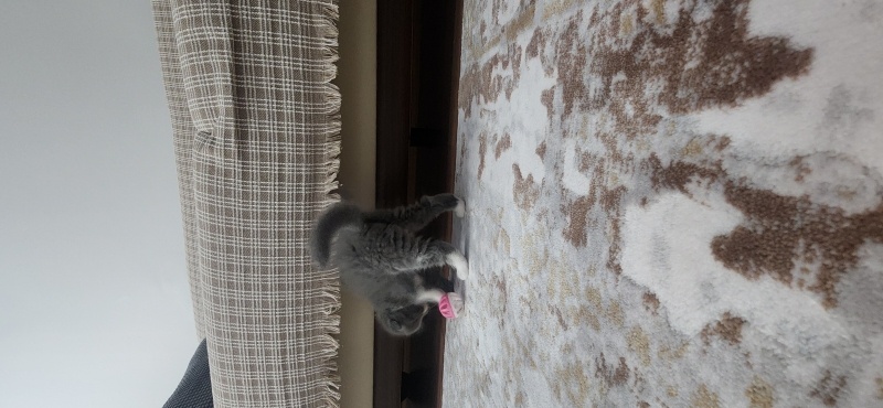 Scottish Fold, Kedi  Muzip fotoğrafı