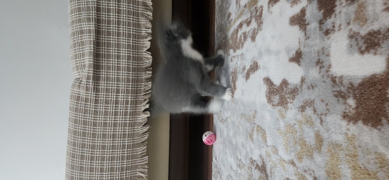 Scottish Fold, Kedi  Muzip fotoğrafı