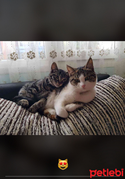 Tekir Kedi, Kedi  Puding ve sanayi fotoğrafı
