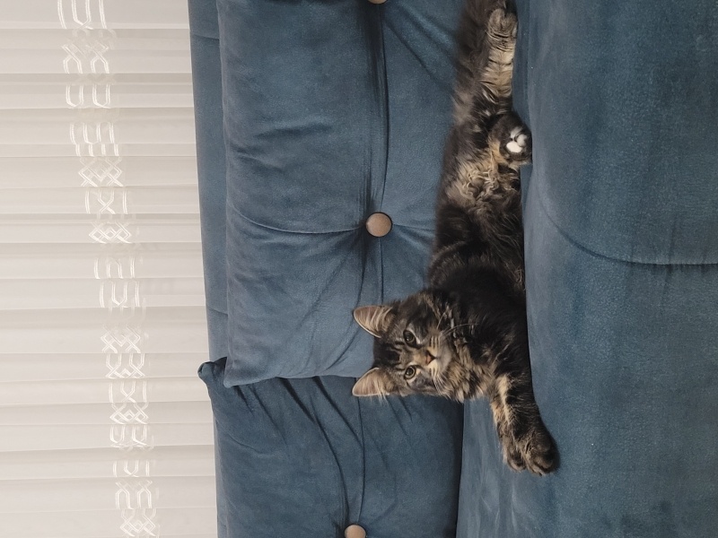 Norwegian Forest, Kedi  Asil fotoğrafı