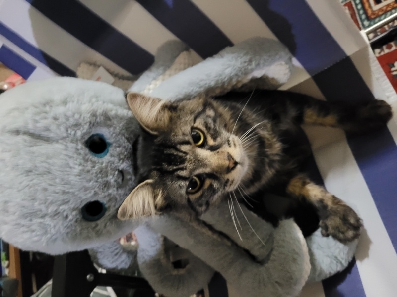Norwegian Forest, Kedi  Asil fotoğrafı