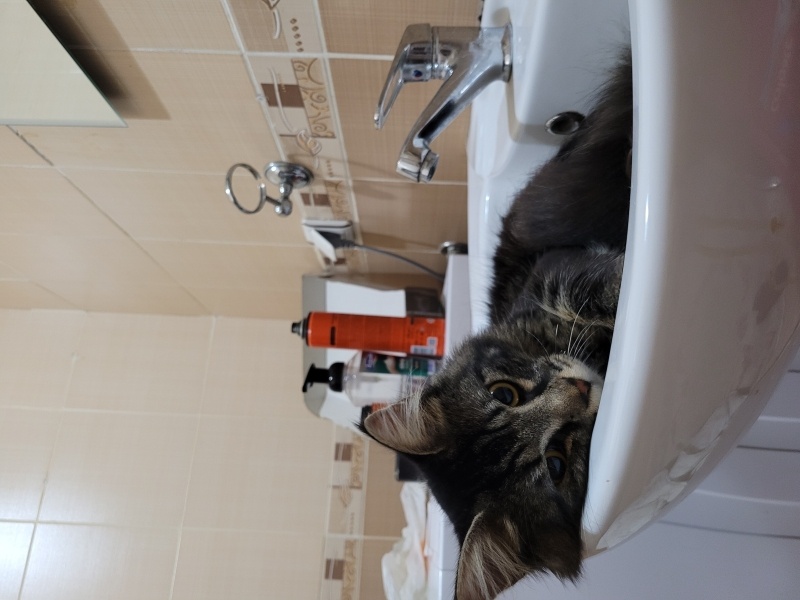 Norwegian Forest, Kedi  Asil fotoğrafı