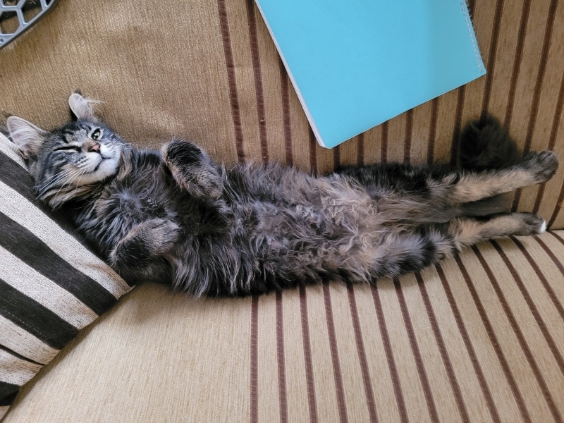 Norwegian Forest, Kedi  Asil fotoğrafı