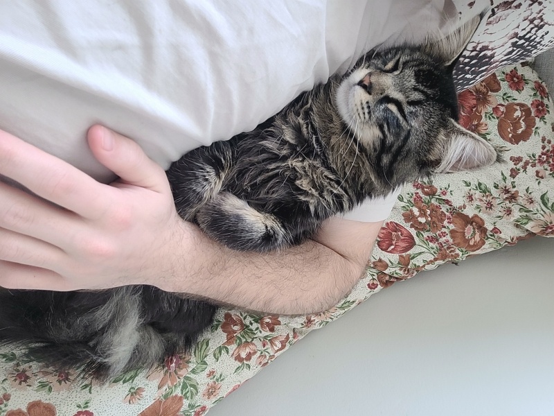 Norwegian Forest, Kedi  Asil fotoğrafı