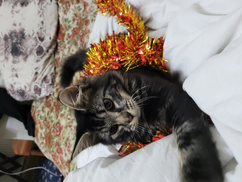 Norwegian Forest, Kedi  Asil fotoğrafı