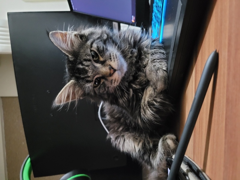 Norwegian Forest, Kedi  Asil fotoğrafı