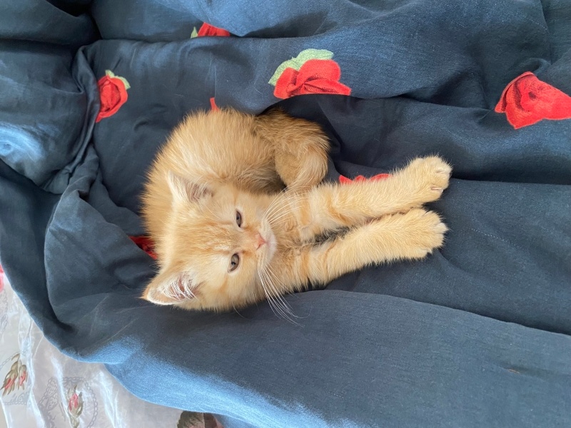 British Longhair, Kedi  Adı yok fotoğrafı