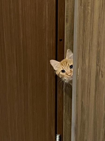 Sarman, Kedi  Tarcin fotoğrafı