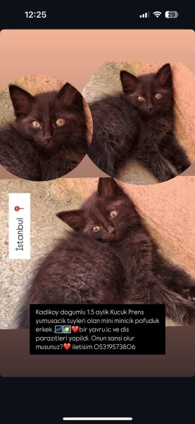 Sarman, Kedi  Tarcin fotoğrafı