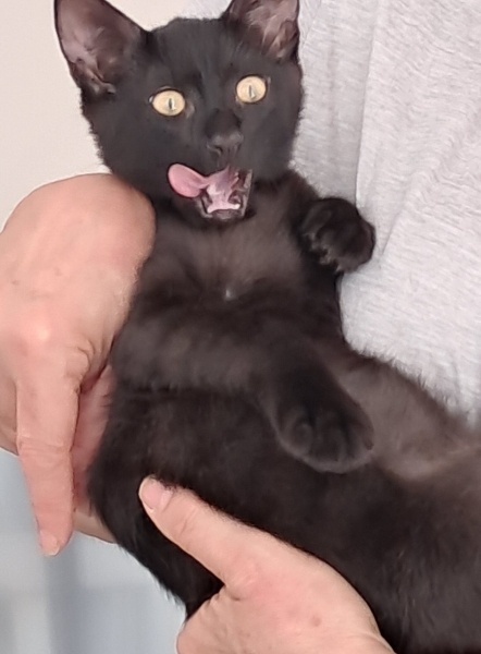 Sarman, Kedi  Tarcin fotoğrafı
