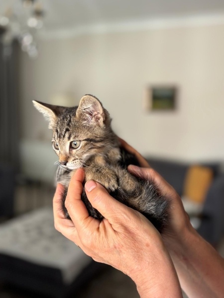 Sarman, Kedi  Tarcin fotoğrafı