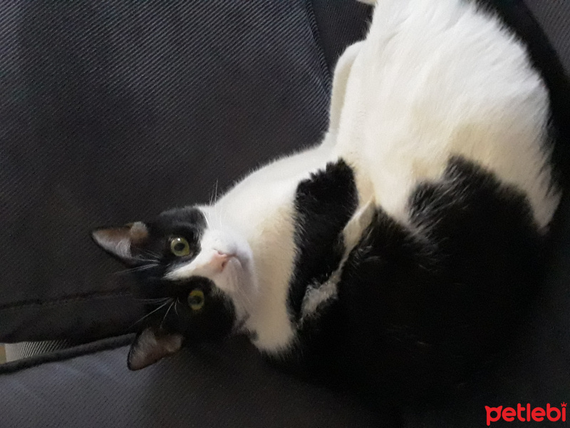 Tuxedo (Smokin) Kedi, Kedi  Merlin fotoğrafı