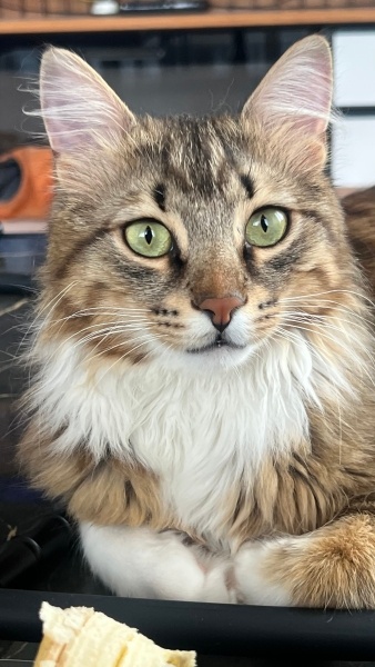 Norwegian Forest, Kedi  Mırmır fotoğrafı
