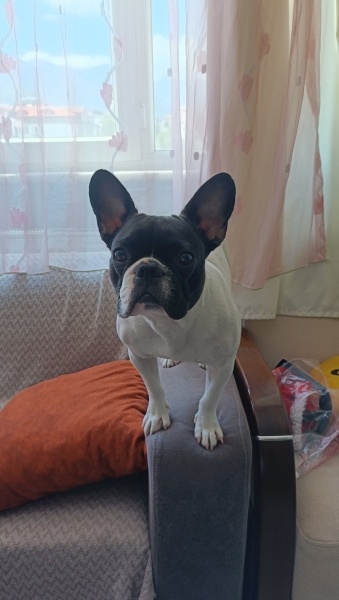 Fransız Bulldog, Köpek  Hera fotoğrafı