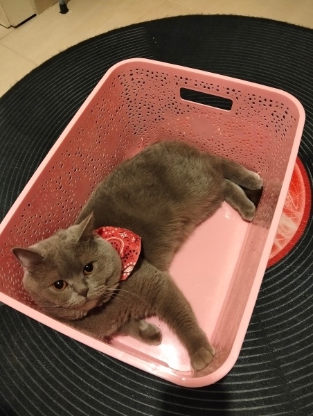 British Shorthair, Kedi  benjamin fotoğrafı