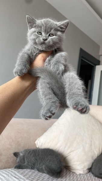 British Shorthair, Kedi  Minnoşlar fotoğrafı
