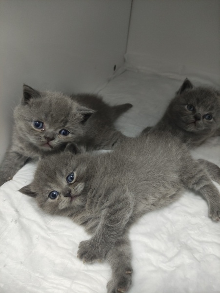 British Shorthair, Kedi  Duman fotoğrafı