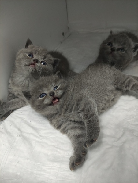 British Shorthair, Kedi  Duman fotoğrafı