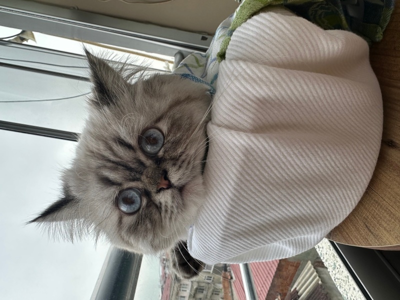 British Longhair, Kedi  Duman fotoğrafı