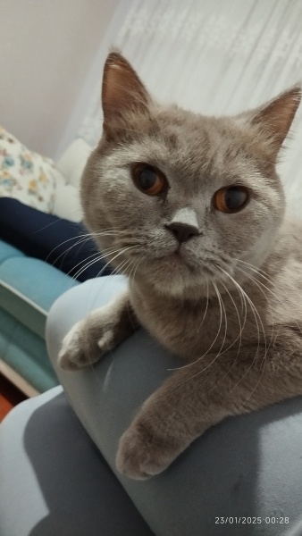 British Shorthair, Kedi  Maya fotoğrafı
