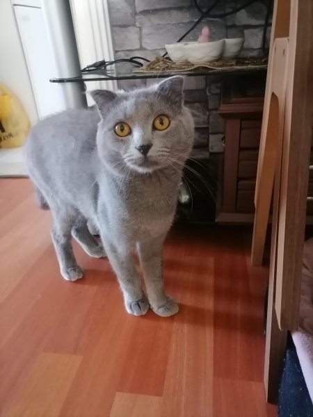 British Shorthair, Kedi  Duman fotoğrafı