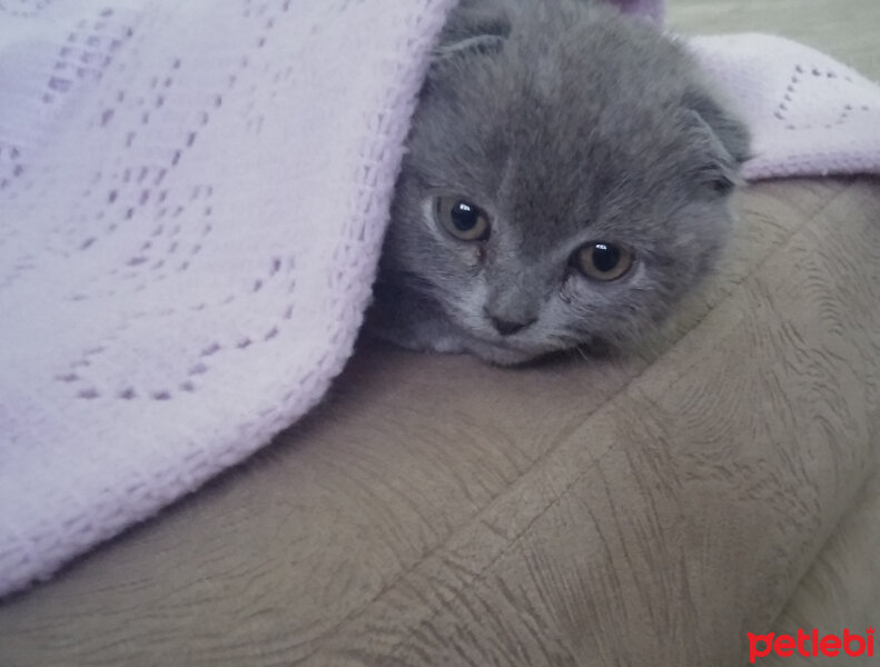 British Shorthair, Kedi  Şans fotoğrafı