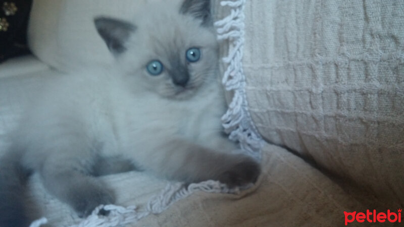 British Shorthair, Kedi  Şans fotoğrafı