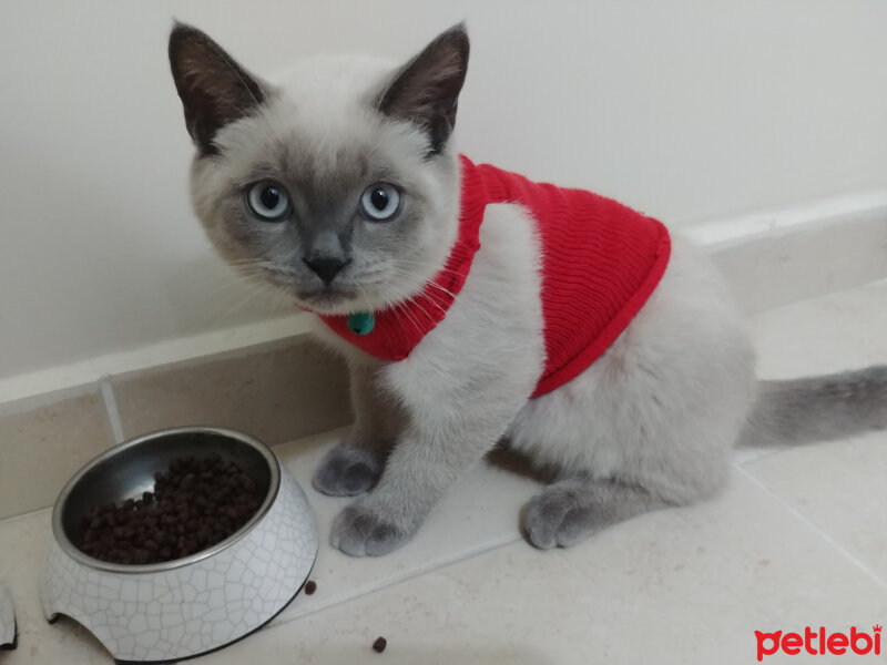 British Shorthair, Kedi  Şans fotoğrafı