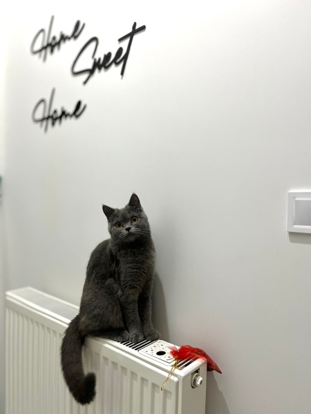 British Shorthair, Kedi  Safinaz fotoğrafı