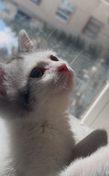 Tekir Kedi, Kedi  Murph fotoğrafı