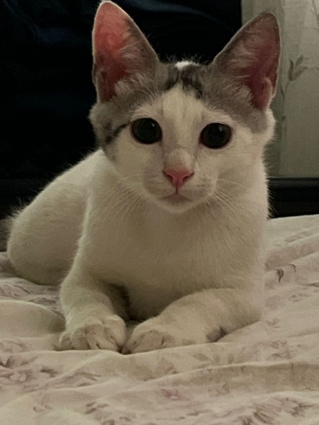 Tekir Kedi, Kedi  Murph fotoğrafı