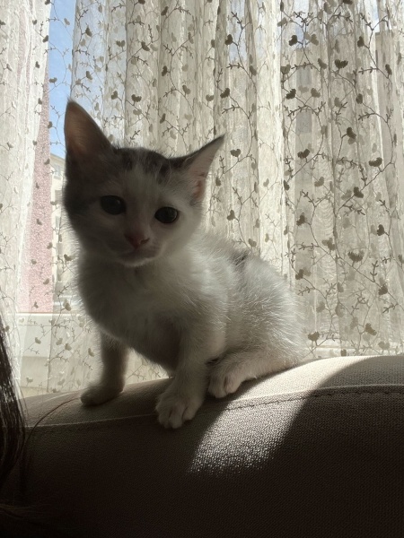 Tekir Kedi, Kedi  Murph fotoğrafı